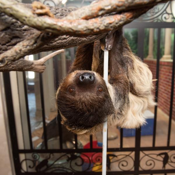 Linne’s TwoToed Sloth Columbus Zoo and Aquarium